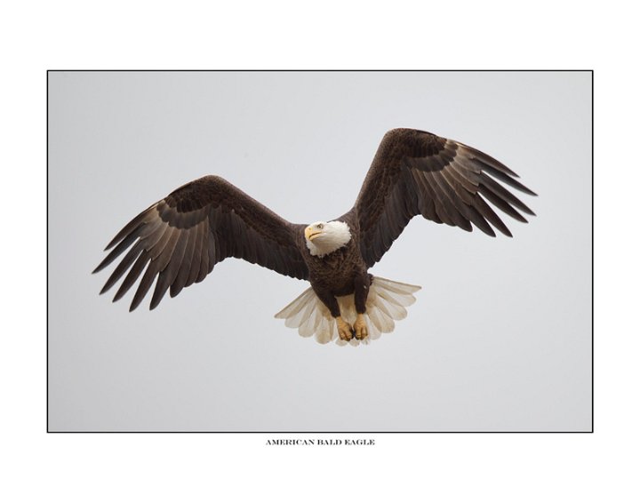 _1SB7805 american bald eagle a85x11.jpg